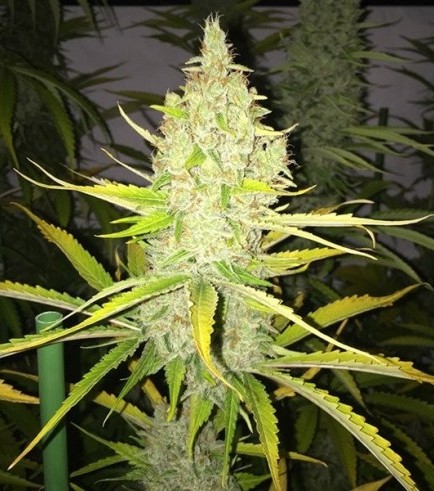 Chicle (T.H. Seeds)