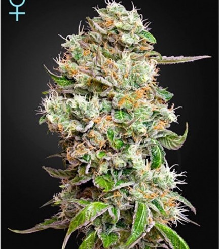 King's Kush Autofloreciente CBD (Greenhouse Seeds)