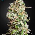 King's Kush Autofloreciente CBD (Greenhouse Seeds)