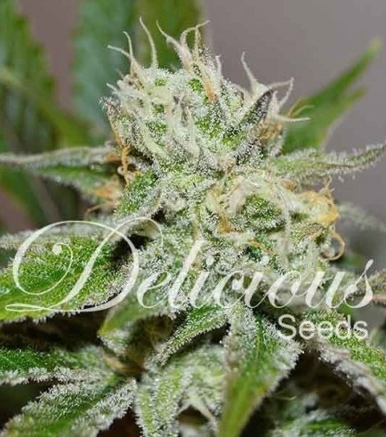 Original Juan Herer (Delicious Seeds)