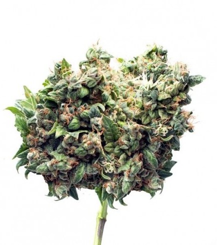 Cotton Bud Automatic (Zamnesia Seeds)