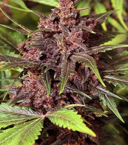 Black Haze (Exotic Seed)