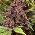 Black Haze (Exotic Seed)