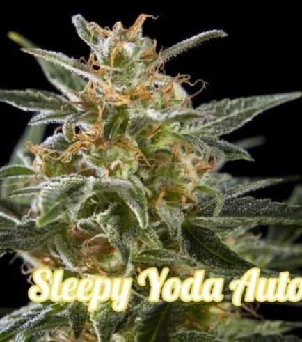 Sleepy Yoda Auto (Philosopher Seeds)