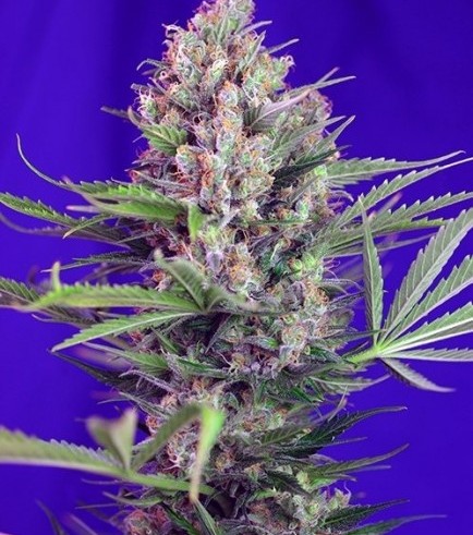 Cream Mandarine - F1 Fast Version (Sweet Seeds)