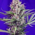 Cream Mandarine - F1 Fast Version (Sweet Seeds)