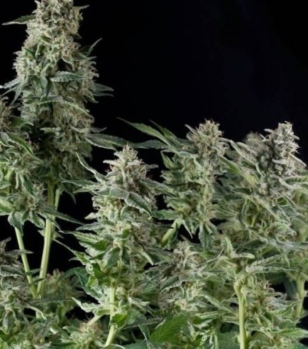 Northern Lights (Pyramid Seeds)