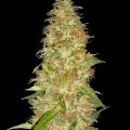 Moon Walker Kush (Spliff Seeds)