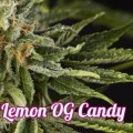 Lemon OG Candy (Philosopher Seeds)