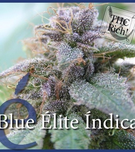 Blue Elite Indica (Elite Seeds)