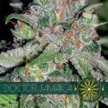 Doctor Jamaica (Vision Seeds)