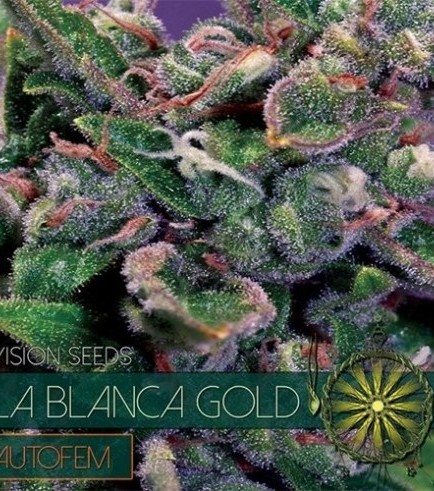 La Blanca Gold Autofloreciente (Vision Seeds)