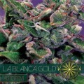 La Blanca Gold Autofloreciente (Vision Seeds)