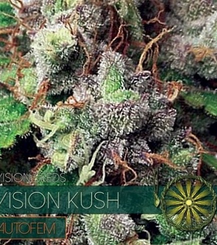 Vision Kush Autoflowering (Vision Seeds)