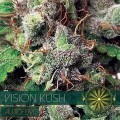 Vision Kush Autofloreciente (Vision Seeds)