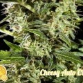 Cheesy Auto CBD (Philosopher Seeds)