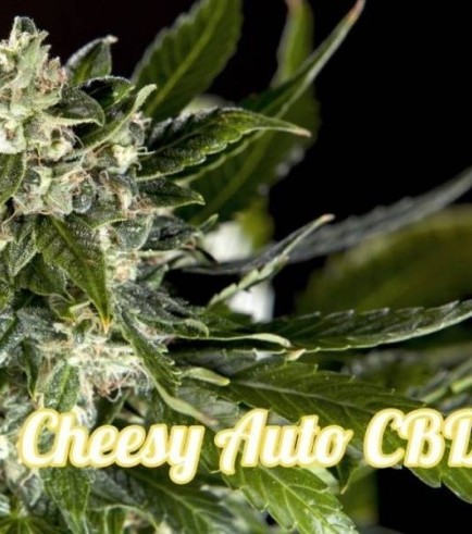 Cheesy Auto CBD (Philosopher Seeds)