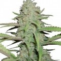 Sweet Bubble (Zativo Seeds)