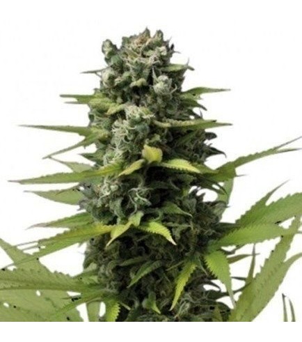 Blue Haze (Zativo Seeds)