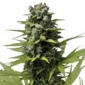 Blue Haze (Zativo Seeds)