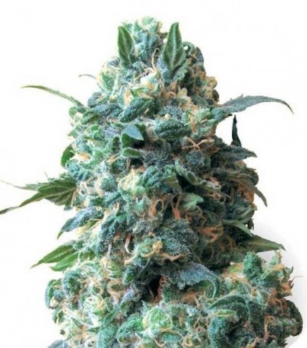 Critical (Sensation Seeds)