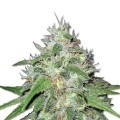 Amnesia Haze (Sensation Seeds)