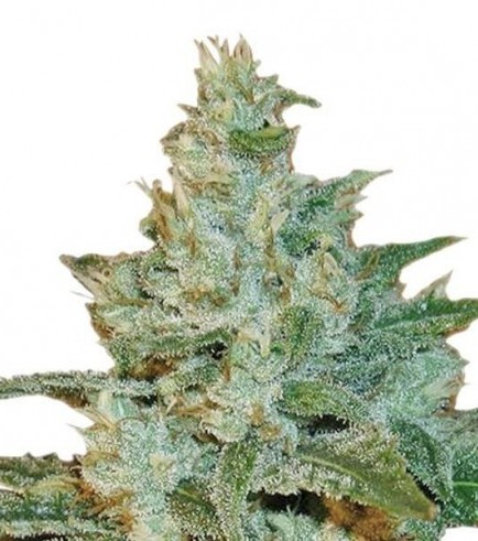 AK 47 (Sensation Seeds)