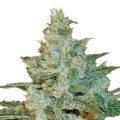 AK 47 (Sensation Seeds)