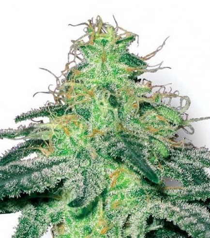 White Widow (Sensation Seeds)