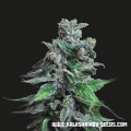 Moscow Blueberry (Kalashnikov Seeds)