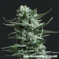 Siberian Haze (Kalashnikov Seeds)