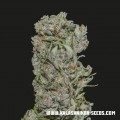 White Critical Express (Kalashnikov Seeds)