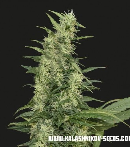 Amur Giant Auto (Kalashnikov Seeds)