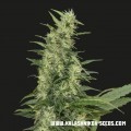 Amur Giant Auto (Kalashnikov Seeds)