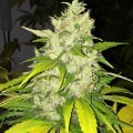 Chocolate Chunk (T.H. Seeds)