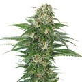 Early Skunk Automatic (Sensi Seeds)