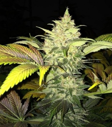 Roof 95 (T.H. Seeds)