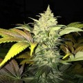 Roof 95 (T.H. Seeds)