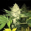 Roof 95 (T.H. Seeds)