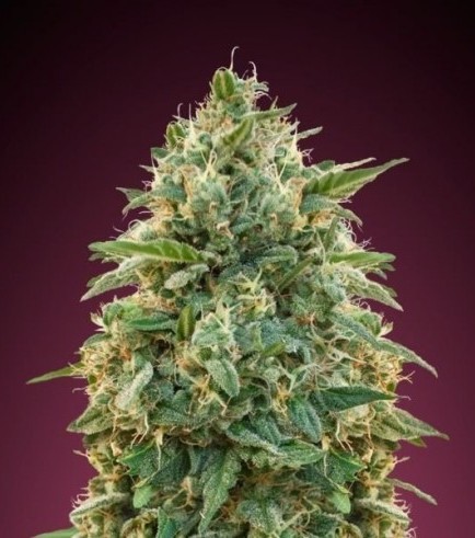 Amnesia (Advanced Seeds)