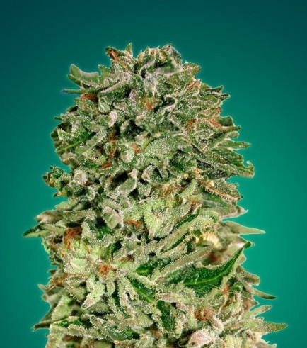 Shark Widow CBD (Advanced Seeds)