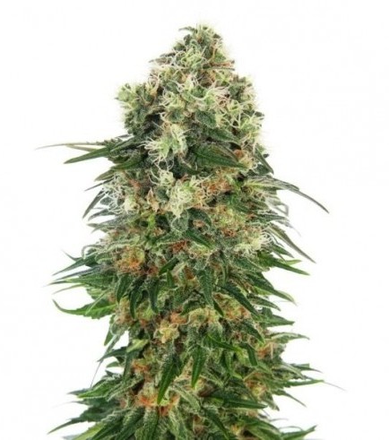 Shiva Skunk Automatic (Sensi Seeds)