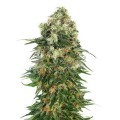 Shiva Skunk Automatic (Sensi Seeds)