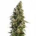 Afghani 1 Automatic (Sensi Seeds)