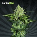 Gorilla Glue Auto (Auto Seeds)