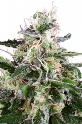 White Skunk Autofloreciente