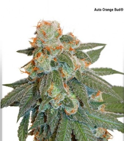 Auto Orange Bud (Dutch Passion)