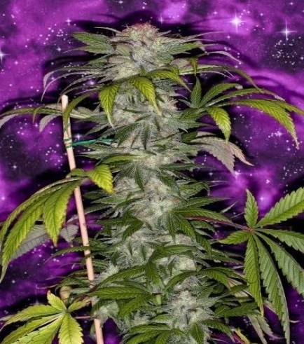 Deep Purple (TGA Subcool Seeds)