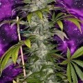 Deep Purple (TGA Subcool Seeds)