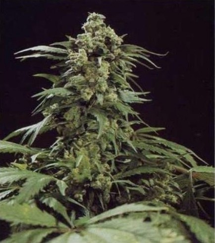 G13 Skunk (Mr Nice)